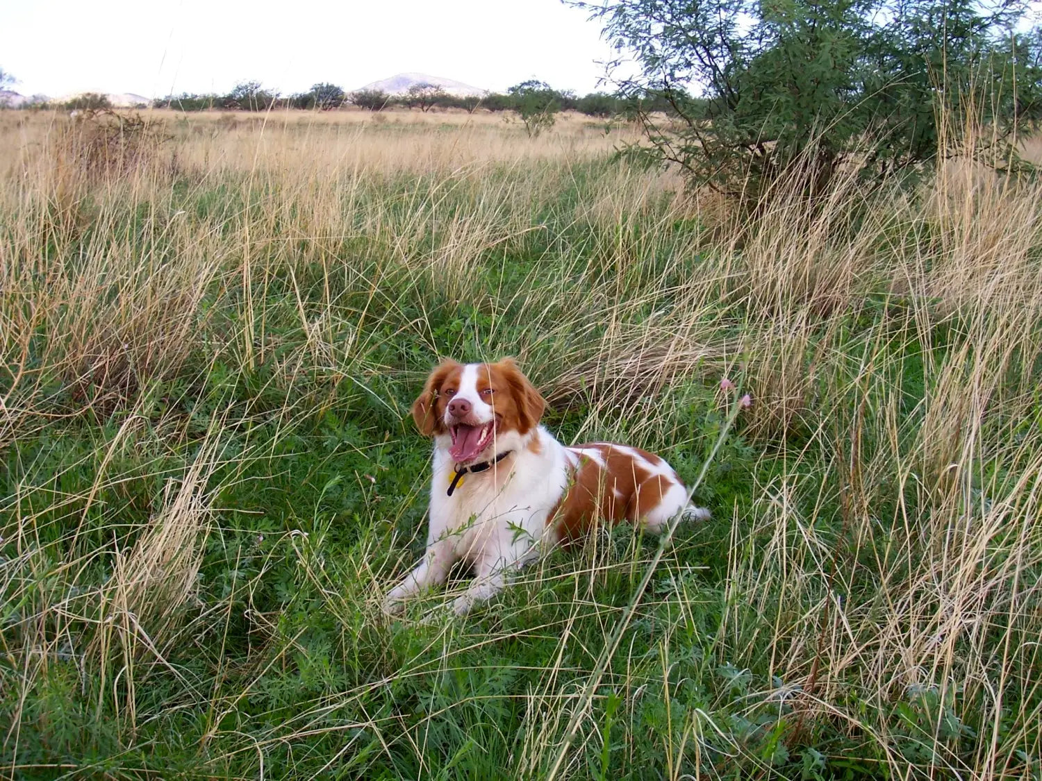 a dog sitting in a field of tall grass